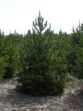 Lodgepole Pine